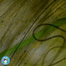 Attēlu rezultāti vaicājumam “Licea pusilla spores”