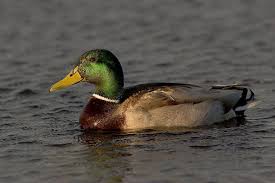 Attēlu rezultāti vaicājumam “Anas platyrhynchos”