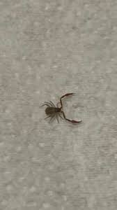 Attēlu rezultāti vaicājumam “Chelifer cancroides”