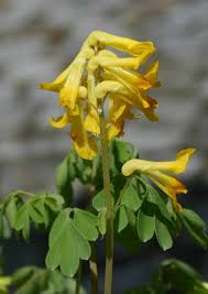 Attēlu rezultāti vaicājumam “Corydalis”