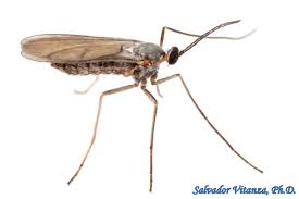 Attēlu rezultāti vaicājumam “Cecidomyiidae”