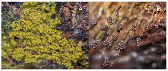 Attēlu rezultāti vaicājumam “Badhamia affinis var. microspora”