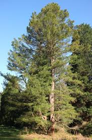 Attēlu rezultāti vaicājumam “Pinus peuce”