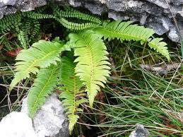 Attēlu rezultāti vaicājumam “Polystichum lonchitis”