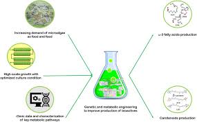 Attēlu rezultāti vaicājumam “Nostoc pruniforme macro”