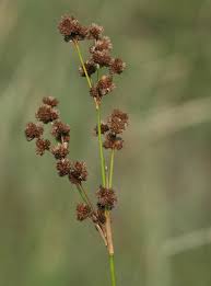Attēlu rezultāti vaicājumam “Juncus stygius”