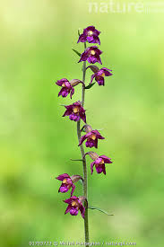 Attēlu rezultāti vaicājumam “Epipactis atrorubens flower”