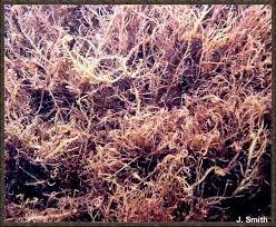 Attēlu rezultāti vaicājumam “Saelania glaucescens sporophyte”