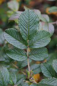 Attēlu rezultāti vaicājumam “Rosa subcanina leaf”