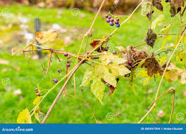 Attēlu rezultāti vaicājumam “Ampelopsis glandulosa var. brevipedunculata”