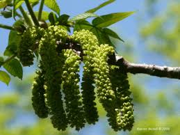 Attēlu rezultāti vaicājumam “Juglans cinerea flower”