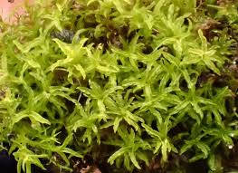 Attēlu rezultāti vaicājumam “Barbula”