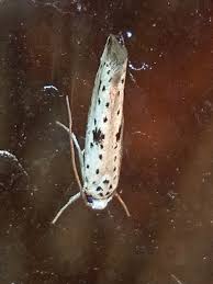 Attēlu rezultāti vaicājumam “Yponomeuta plumbella”