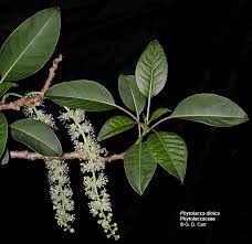 Attēlu rezultāti vaicājumam “Phytolaccaceae”