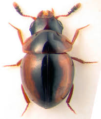 Attēlu rezultāti vaicājumam “Leiodidae”