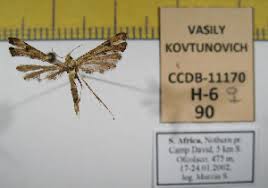 Attēlu rezultāti vaicājumam “Platyptilia sp.”