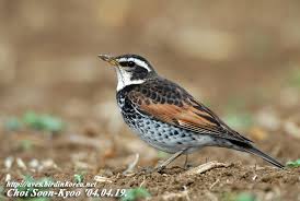Image result for Turdus naumanni