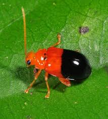 Attēlu rezultāti vaicājumam “Alticinae”