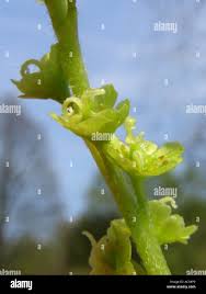 Attēlu rezultāti vaicājumam “Acer rufinerve flower”