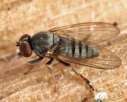 Attēlu rezultāti vaicājumam “Platypezidae”