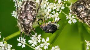Attēlu rezultāti vaicājumam “Mononychus punctumalbum”