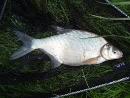 Image result for Abramis brama