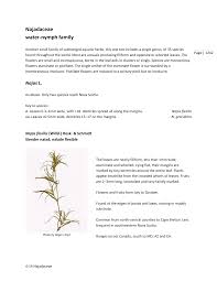 Attēlu rezultāti vaicājumam “Najadaceae”