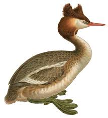 Attēlu rezultāti vaicājumam “Podiceps cristatus juvenile”