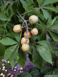 Attēlu rezultāti vaicājumam “Aesculus flava fruit”