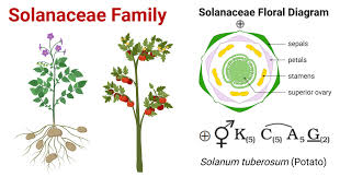 Attēlu rezultāti vaicājumam “Solanaceae”