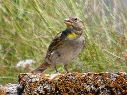 Image result for Petronia petronia