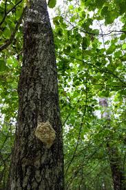 Attēlu rezultāti vaicājumam “Junghuhnia pseudozilingiana”