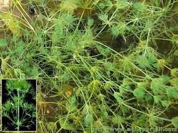 Attēlu rezultāti vaicājumam “Nitella sp.”