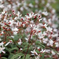 Attēlu rezultāti vaicājumam “Gillenia trifoliata flower”