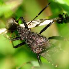 Attēlu rezultāti vaicājumam “Alydus calcaratus imago”