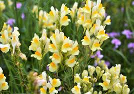 Image result for Linaria vulgaris