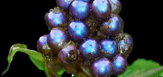 Attēlu rezultāti vaicājumam “Odontites vulgaris fruit”