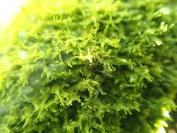 Attēlu rezultāti vaicājumam “Metzgeria violacea”