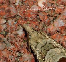 Attēlu rezultāti vaicājumam “Notocelia uddmanniana”