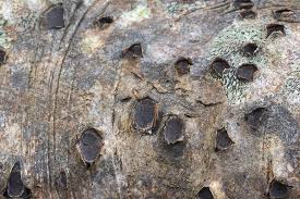 Attēlu rezultāti vaicājumam “Biscogniauxia marginata”