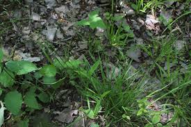 Attēlu rezultāti vaicājumam “Poa remota bud”