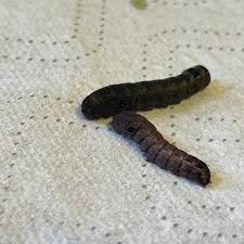 Attēlu rezultāti vaicājumam “Comatricha pulchella stalked”