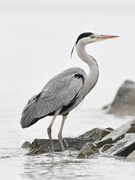 Attēlu rezultāti vaicājumam “Ardea cinerea”