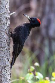 Attēlu rezultāti vaicājumam “Dryocopus martius”