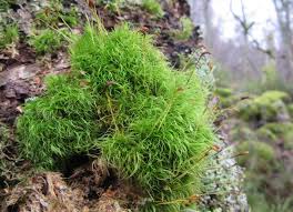 Attēlu rezultāti vaicājumam “| Dicranum”