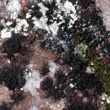 Attēlu rezultāti vaicājumam “Cystocoleus ebeneus”