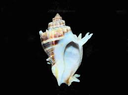 Image result for Melongena corona