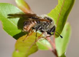 Attēlu rezultāti vaicājumam “Trichiosoma”