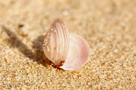 Attēlu rezultāti vaicājumam “Macoma baltica”