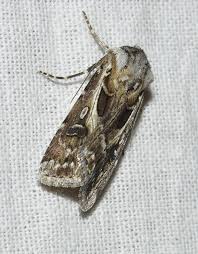 Attēlu rezultāti vaicājumam “Anacampsis blatariella”